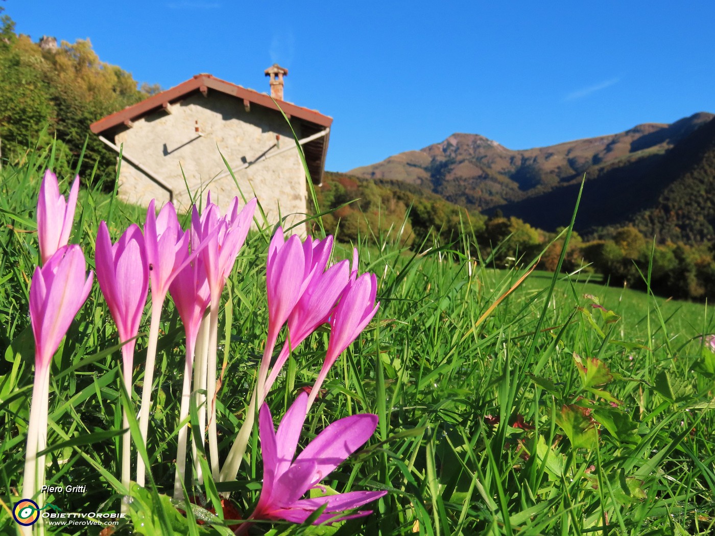 14 Colchicum autumnale (Colchico d'autunno) nei prati.JPG